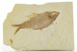Detailed Fossil Fish (Knightia alta) - Wyoming #331069-1